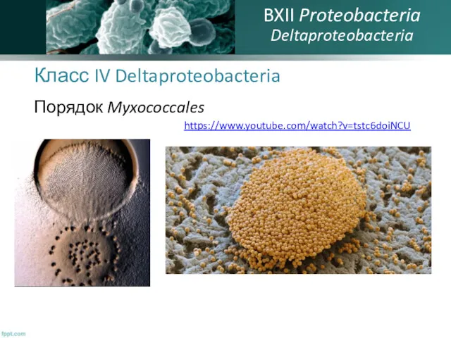 Класс IV Deltaproteobacteria Порядок Myxococcales BXII Proteobacteria Deltaproteobacteria https://www.youtube.com/watch?v=tstc6doiNCU