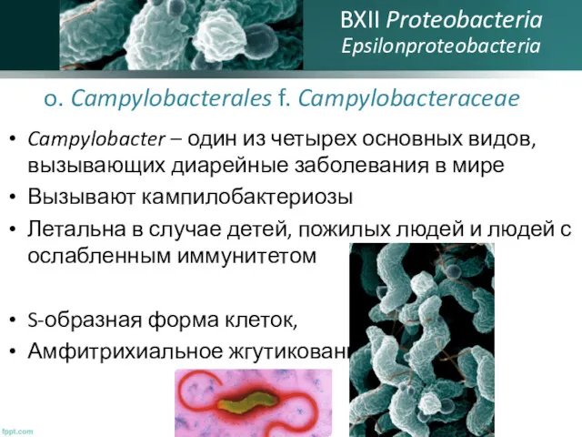 o. Campylobacterales f. Campylobacteraceae Campylobacter – один из четырех основных