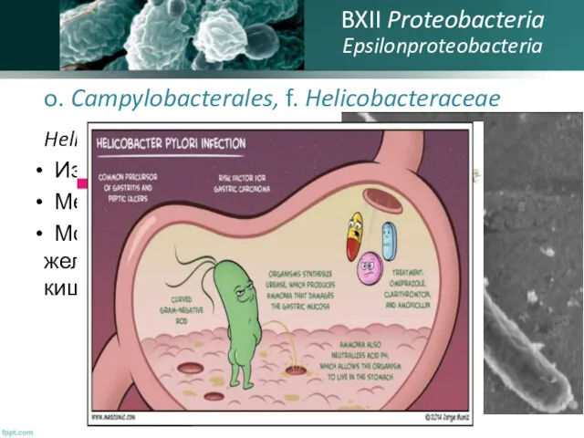 o. Campylobacterales, f. Helicobacteraceae Helicobacter pylori Извитая бактерия в ЖКТ