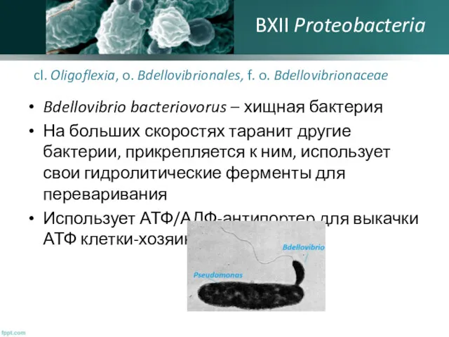 cl. Oligoflexia, o. Bdellovibrionales, f. o. Bdellovibrionaceae Bdellovibrio bacteriovorus –