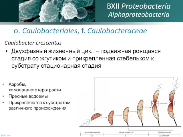 o. Caulobacteriales, f. Caulobacteraceae Caulobacter crescentus Двухфазный жизненный цикл –