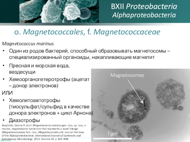 o. Magnetococcales, f. Magnetococcaceae Magnetococcus marinus Один из родов бактерий,