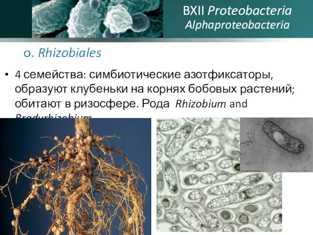 o. Rhizobiales 4 семейства: симбиотические азотфиксаторы, образуют клубеньки на корнях