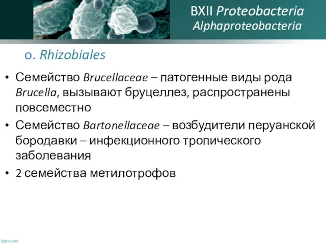 o. Rhizobiales Семейство Brucellaceae – патогенные виды рода Brucella, вызывают