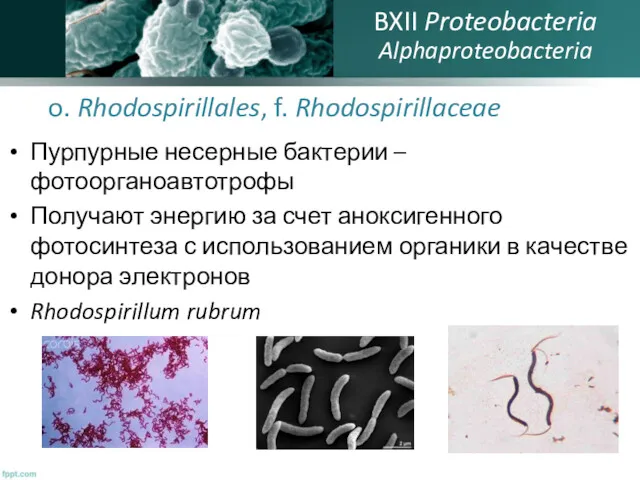 o. Rhodospirillales, f. Rhodospirillaceae Пурпурные несерные бактерии – фотоорганоавтотрофы Получают