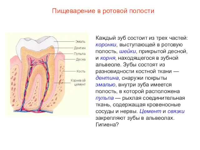 Каждый зуб состоит из трех частей: коронки, выступающей в ротовую