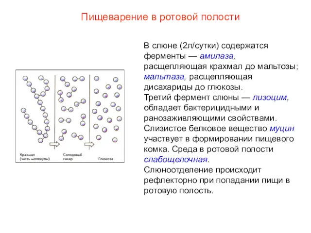 В слюне (2л/сутки) содержатся ферменты — амилаза, расщепляющая крахмал до