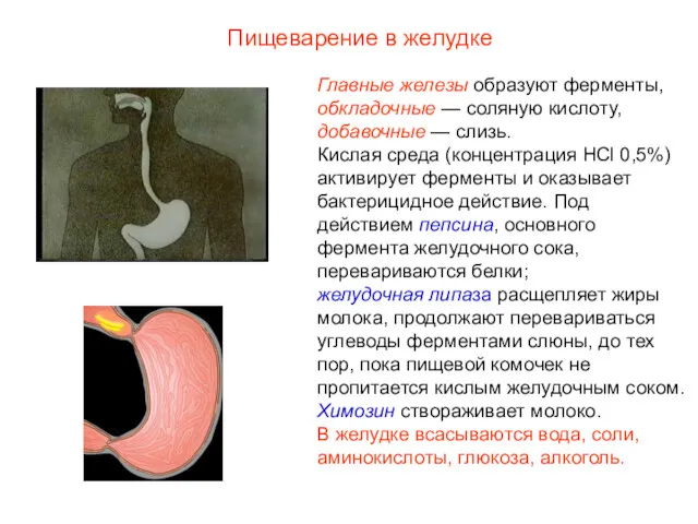 Главные железы образуют ферменты, обкладочные — соляную кислоту, добавочные —