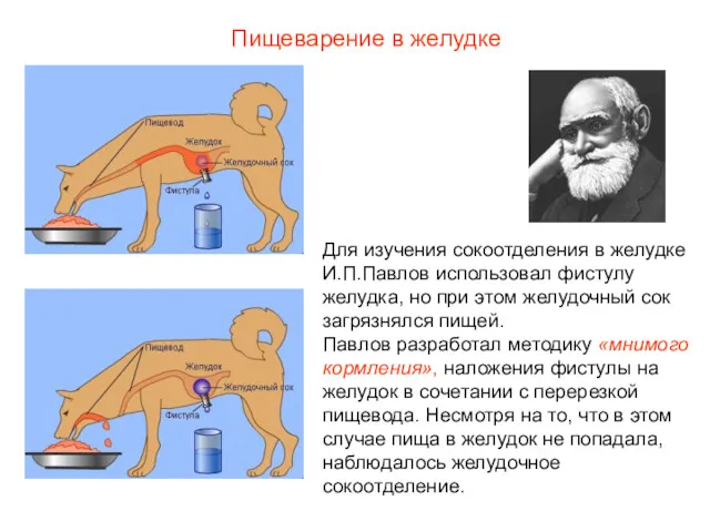 Для изучения сокоотделения в желудке И.П.Павлов использовал фистулу желудка, но