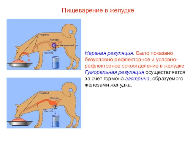 Нервная регуляция. Было показано безусловно-рефлекторное и условно-рефлекторное сокоотделение в желудке.