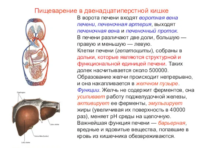 В ворота печени входят воротная вена печени, печеночная артерия, выходят