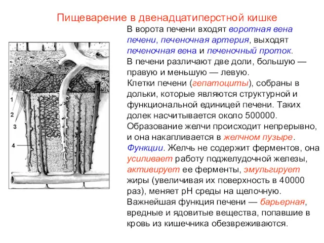 В ворота печени входят воротная вена печени, печеночная артерия, выходят