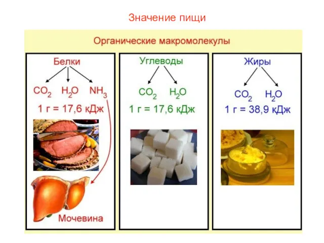 Значение пищи