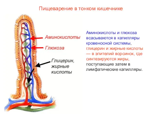 Аминокислоты и глюкоза всасываются в капилляры кровеносной системы, глицерин и