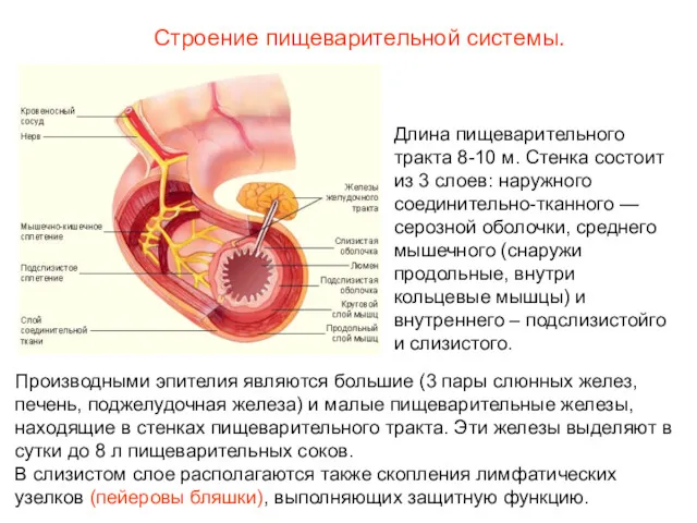 Длина пищеварительного тракта 8-10 м. Стенка состоит из 3 слоев: