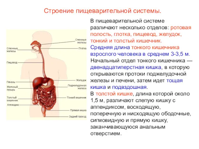 Строение пищеварительной системы. В пищеварительной системе различают несколько отделов: ротовая