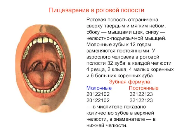 Ротовая полость отграничена сверху твердым и мягким небом, сбоку —