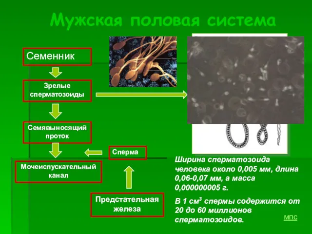 Мужская половая система Семенник Семявыносящий проток Сперма Предстательная железа Мочеиспускательный канал Зрелые сперматозоиды