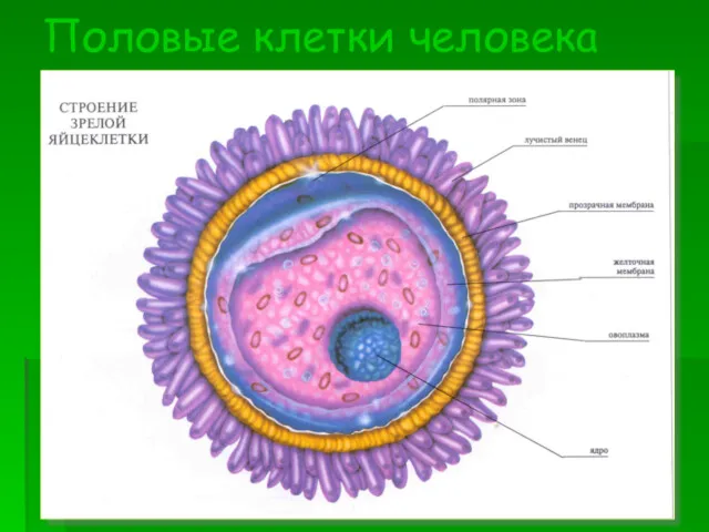 Половые клетки человека