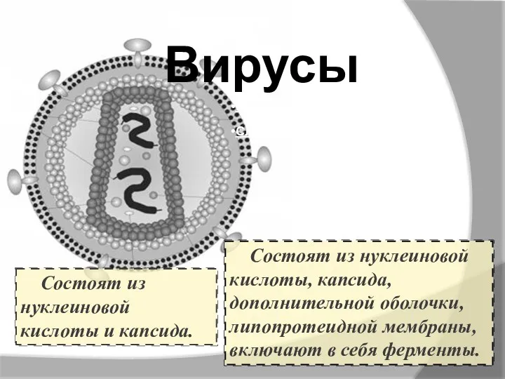 Простые Сложные Вирусы Состоят из нуклеиновой кислоты и капсида. Состоят