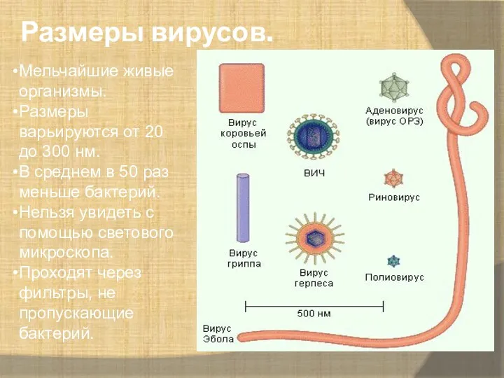 Размеры вирусов. Мельчайшие живые организмы. Размеры варьируются от 20 до