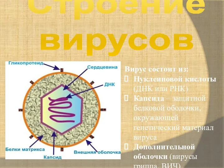 Строение вирусов Вирус состоит из: Нуклеиновой кислоты (ДНК или РНК)