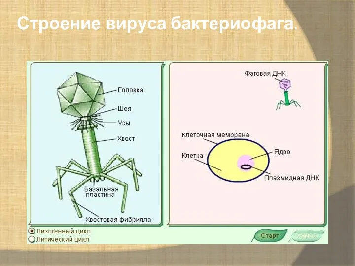 Строение вируса бактериофага.