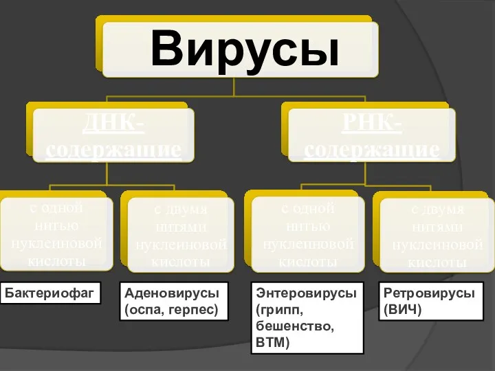 Вирусы Бактериофаг Аденовирусы (оспа, герпес) Энтеровирусы (грипп, бешенство, ВТМ) Ретровирусы (ВИЧ)