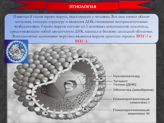 ЭТИОЛОГИЯ Известно 8 типов герпес-вируса, выделенного у человека. Все они