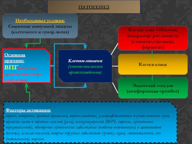 ПАТОГЕНЕЗ Основная причина: ВПГ(ганглии крестцового нерв.сплетения) Клетки-мишени (эпителиального происхождения) Клетки