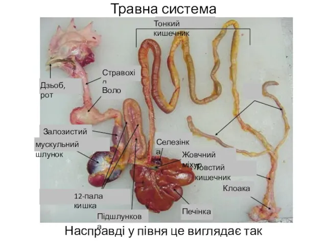 Травна система Насправді у півня це виглядає так Дзьоб, рот