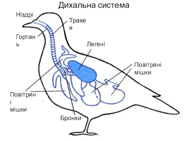 Дихальна система р Трахея Легені Повітряні мішки Повітряні мішки Ніздрі Гортань Бронхи