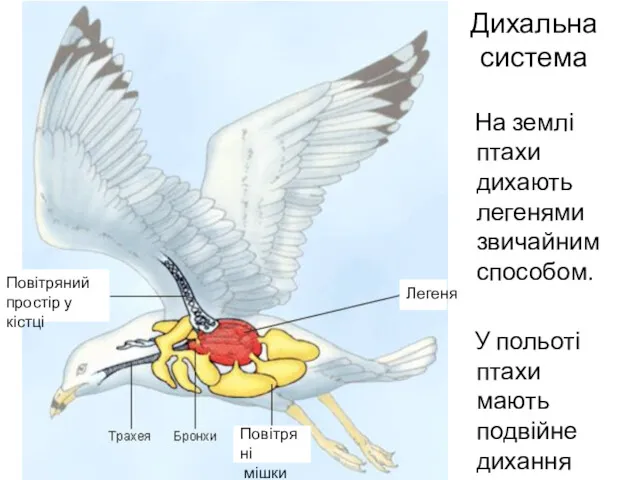 Дихальна система На землі птахи дихають легенями звичайним способом. У