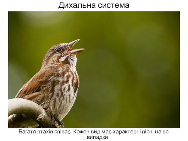 Дихальна система Багато птахів співає. Кожен вид має характерні пісні на всі випадки