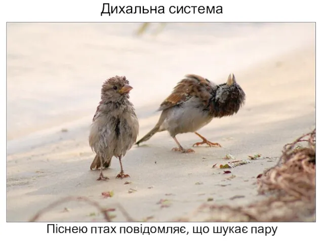 Дихальна система Піснею птах повідомляє, що шукає пару