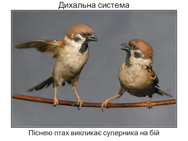 Дихальна система Піснею птах викликає суперника на бій