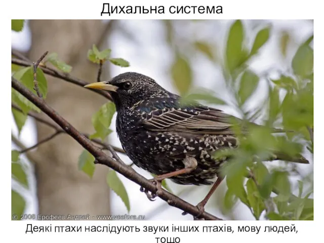 Дихальна система Деякі птахи наслідують звуки інших птахів, мову людей, тощо