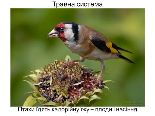 Травна система Птахи їдять калорійну їжу – плоди і насіння