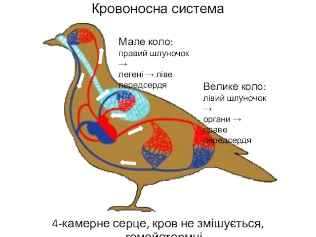 Кровоносна система 4-камерне серце, кров не змішується, гомойотермні Мале коло: