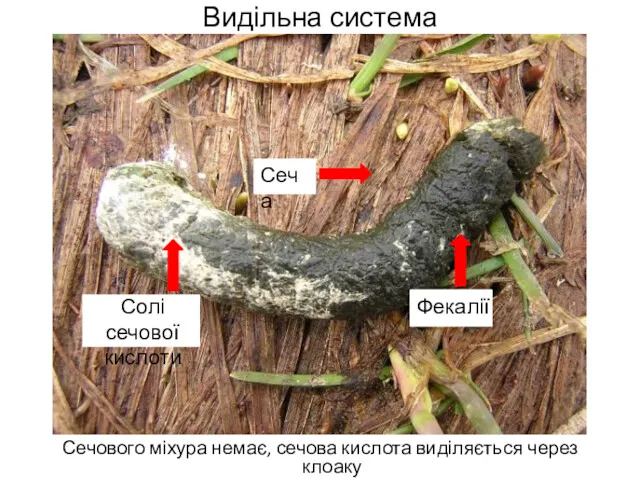 Видільна система Сечового міхура немає, сечова кислота виділяється через клоаку Сеча Фекалії р Солі сечової кислоти