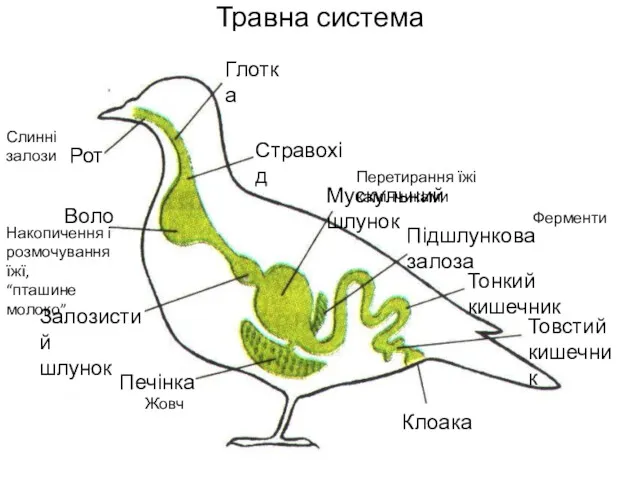 Травна система Рот Глотка Стравохід Воло Залозистий шлунок Мускульний шлунок