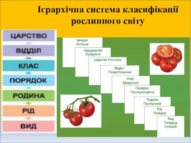 Ієрархічна система класифікації рослинного світу