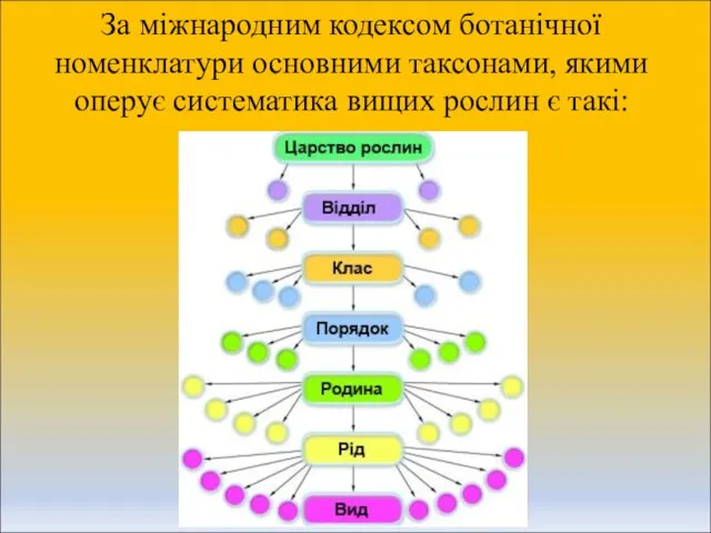 За міжнародним кодексом ботанічної номенклатури основними таксонами, якими оперує систематика вищих рослин є такі: