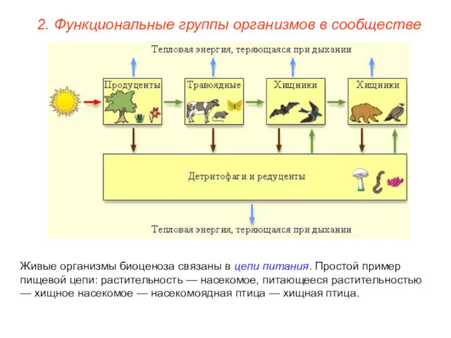 2. Функциональные группы организмов в сообществе Живые организмы биоценоза связаны в цепи питания.