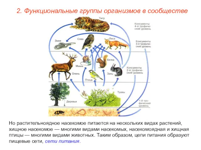 2. Функциональные группы организмов в сообществе Но растительноядное насекомое питается на нескольких видах