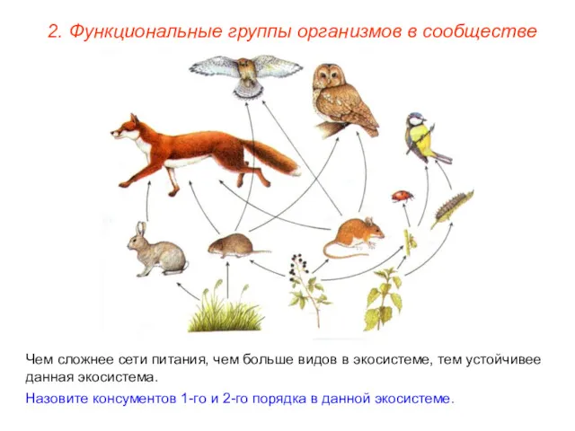 2. Функциональные группы организмов в сообществе Чем сложнее сети питания, чем больше видов