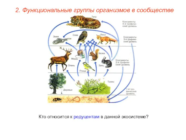 2. Функциональные группы организмов в сообществе Кто относится к редуцентам в данной экосистеме?