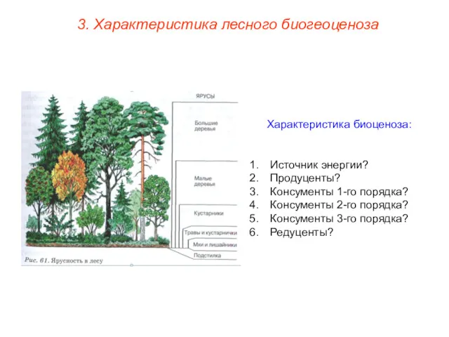 3. Характеристика лесного биогеоценоза Характеристика биоценоза: Источник энергии? Продуценты? Консументы 1-го порядка? Консументы