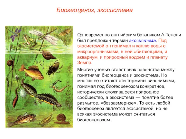 Биогеоценоз, экосистема Одновременно английским ботаником А.Тенсли был предложен термин экосистема. Под экосистемой он