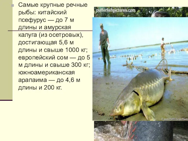 Самые крупные речные рыбы: китайский псефурус — до 7 м